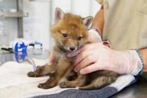 renardeau roux entre les mains d'un vétérinaire