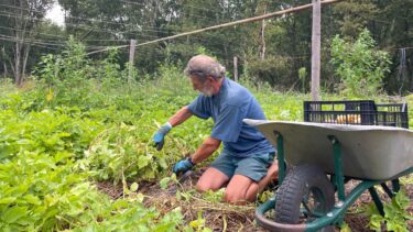 Homme dans un champs cueillant des pommes de terre à la main