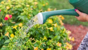 Une personne tient un arrosoir et arrose son jardin