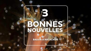 photo d'un animal sous-marin avec écriture "3 bonnes nouvelles"