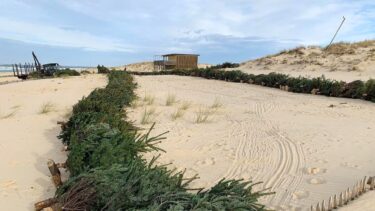 rangée de sapins déposés sur une dune de sable