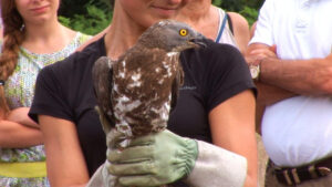 Femme portant des gants tenant dans ses mains un oiseaux de proie de type rapace