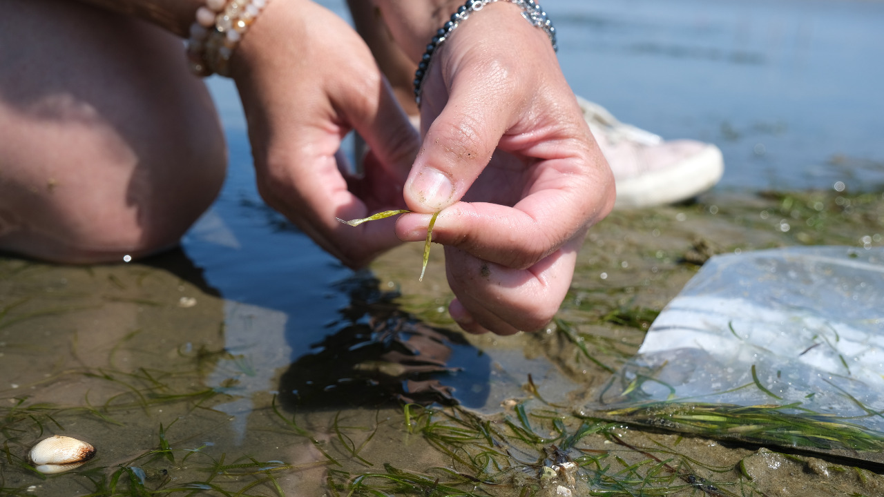 Deux mains qui ramassent des zostères dans un herbier sur le Bassin