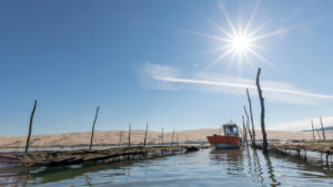 Plate ostréicole dans les parcs du Bassin d'Arcachon sous un grand soleil avec au second plan la Dune du Pilat
