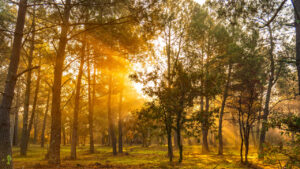 Forêt au coucher du soleil
