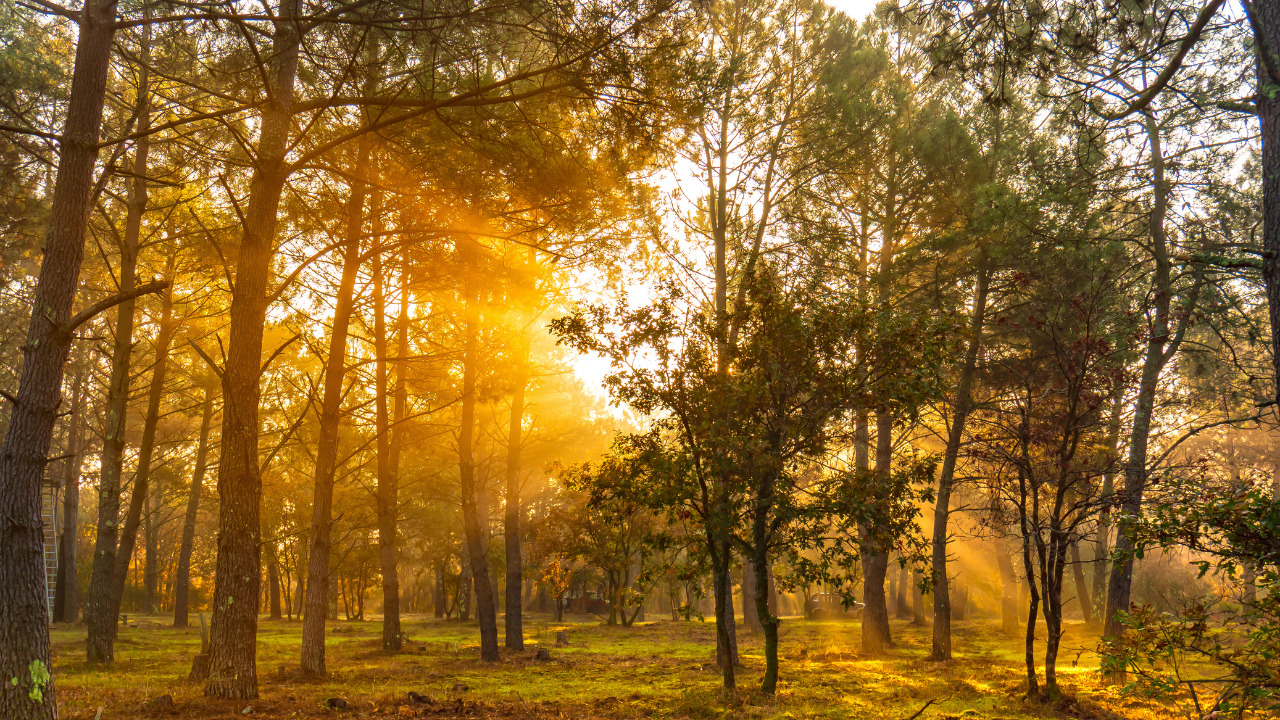 Forêt au coucher du soleil
