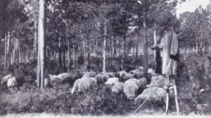 berger sur ses échasses dans les bois avec des moutons au sol