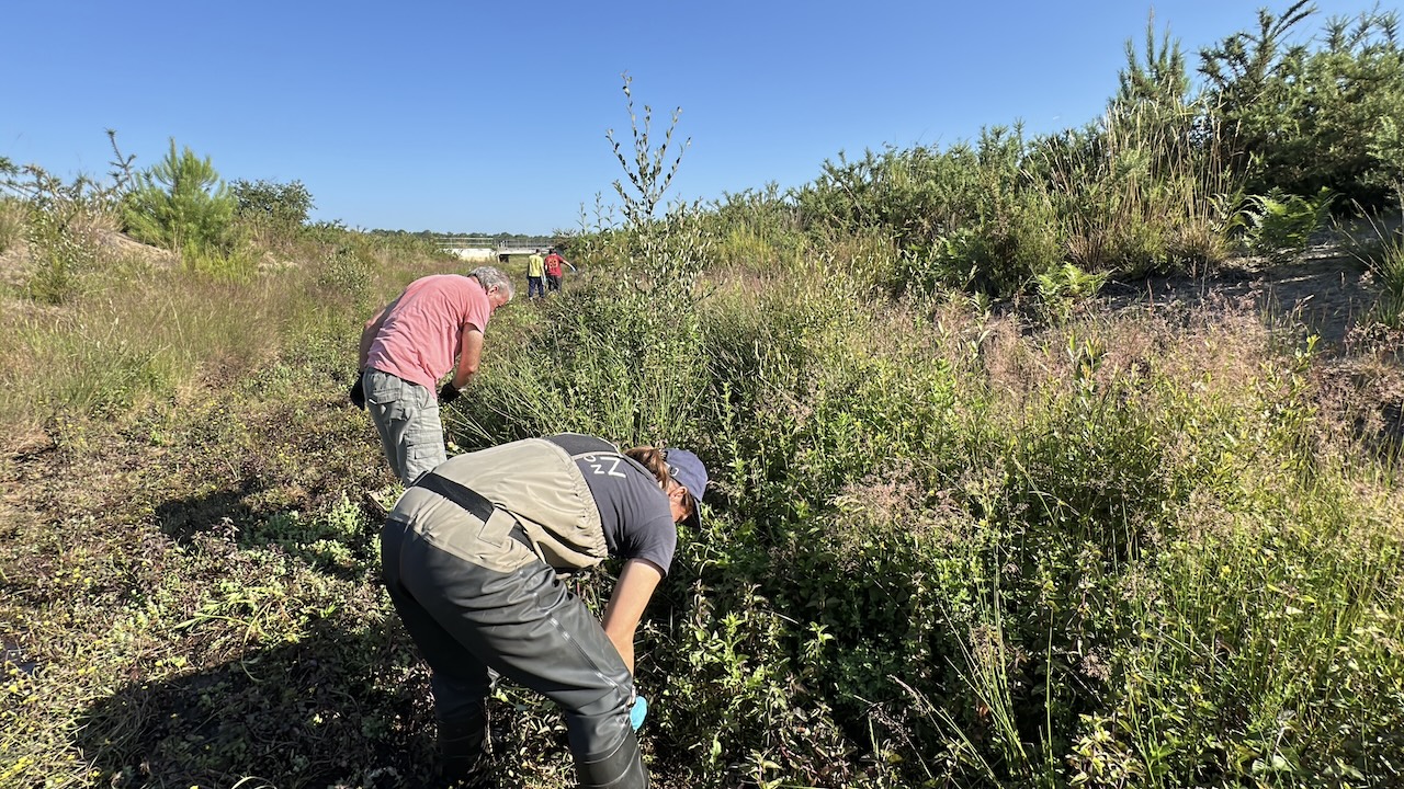 deux agents du Siba arrache la jussie à Gujan-Mestras