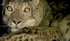 panthère des neiges