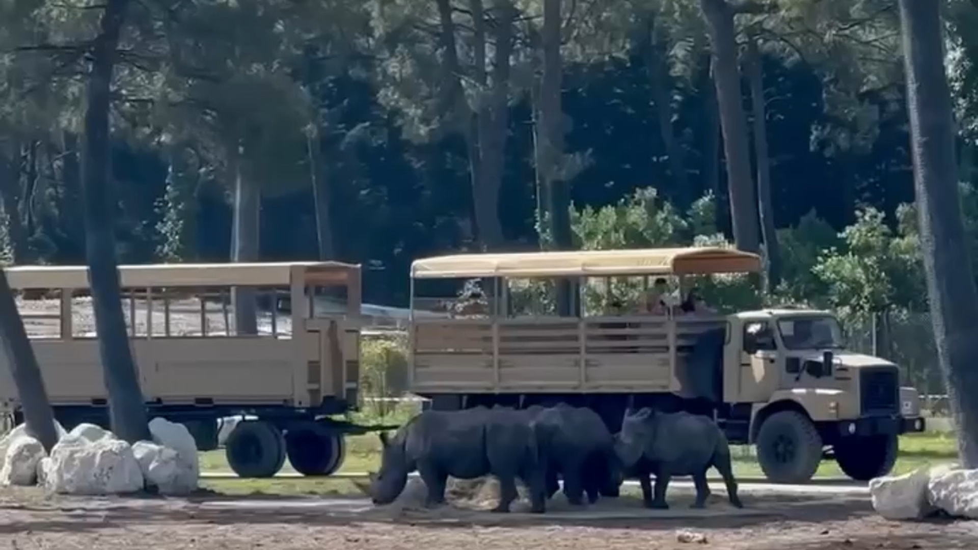 camion de safari dans un enclos avec des rhinocéros devant lui. Image pour illustrer le safari tour du zoo du Bassin d'Arcachon