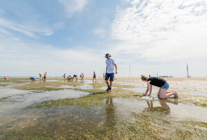 ramassage de graines de zostères sur un banc de sable
