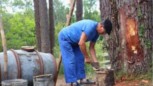 Visite du Gemmage à Lanton - Jean-Claude en train de récolter la sève d'un pin