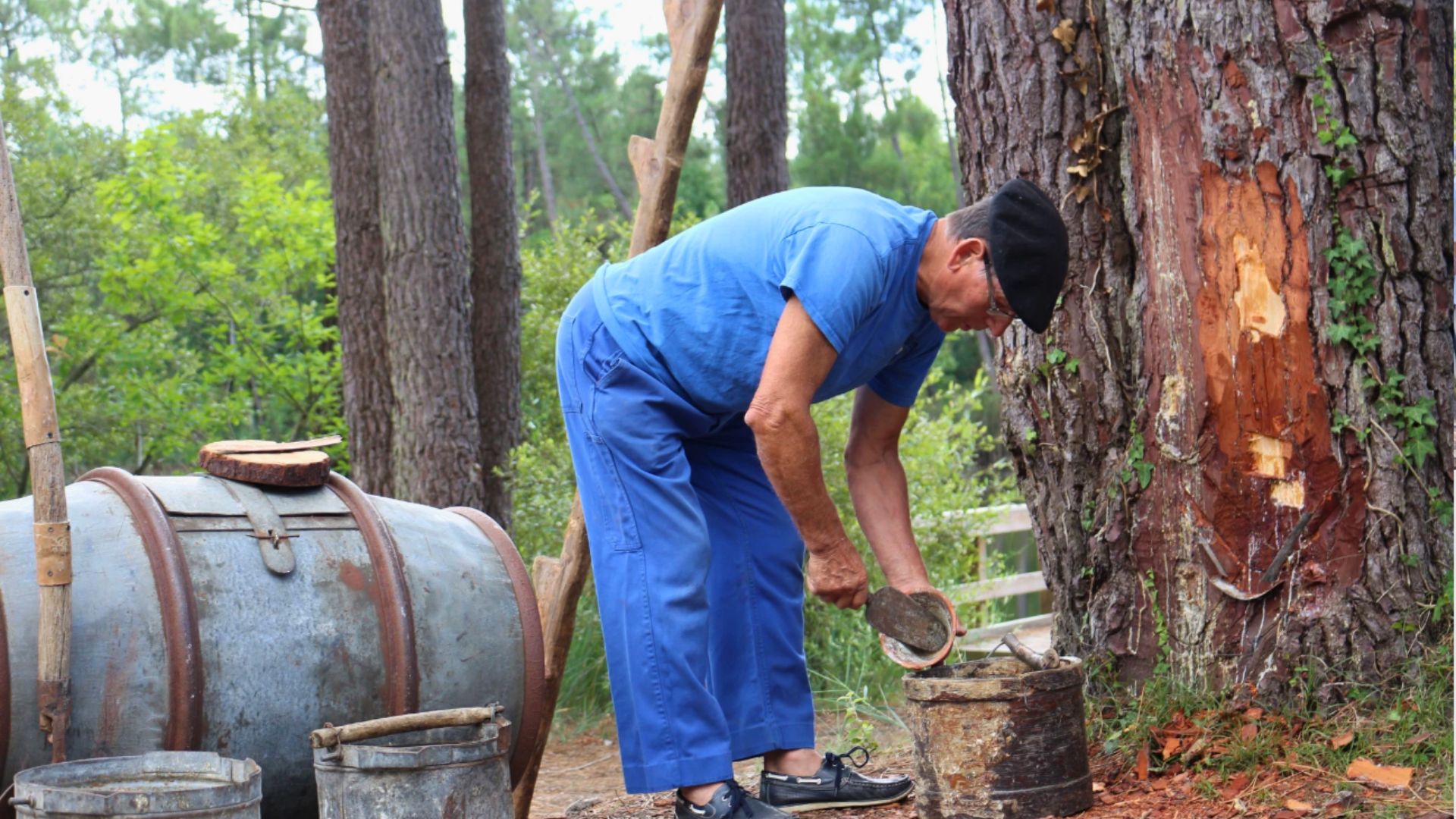 Visite du Gemmage à Lanton - Jean-Claude en train de récolter la sève d'un pin