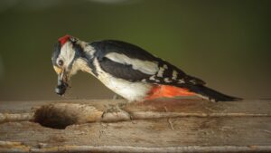 Carrés Biodiversité : 15 ans de suivi pour évaluer la santé de la biodiversité dans les Landes de Gascogne - Pic Epeiche