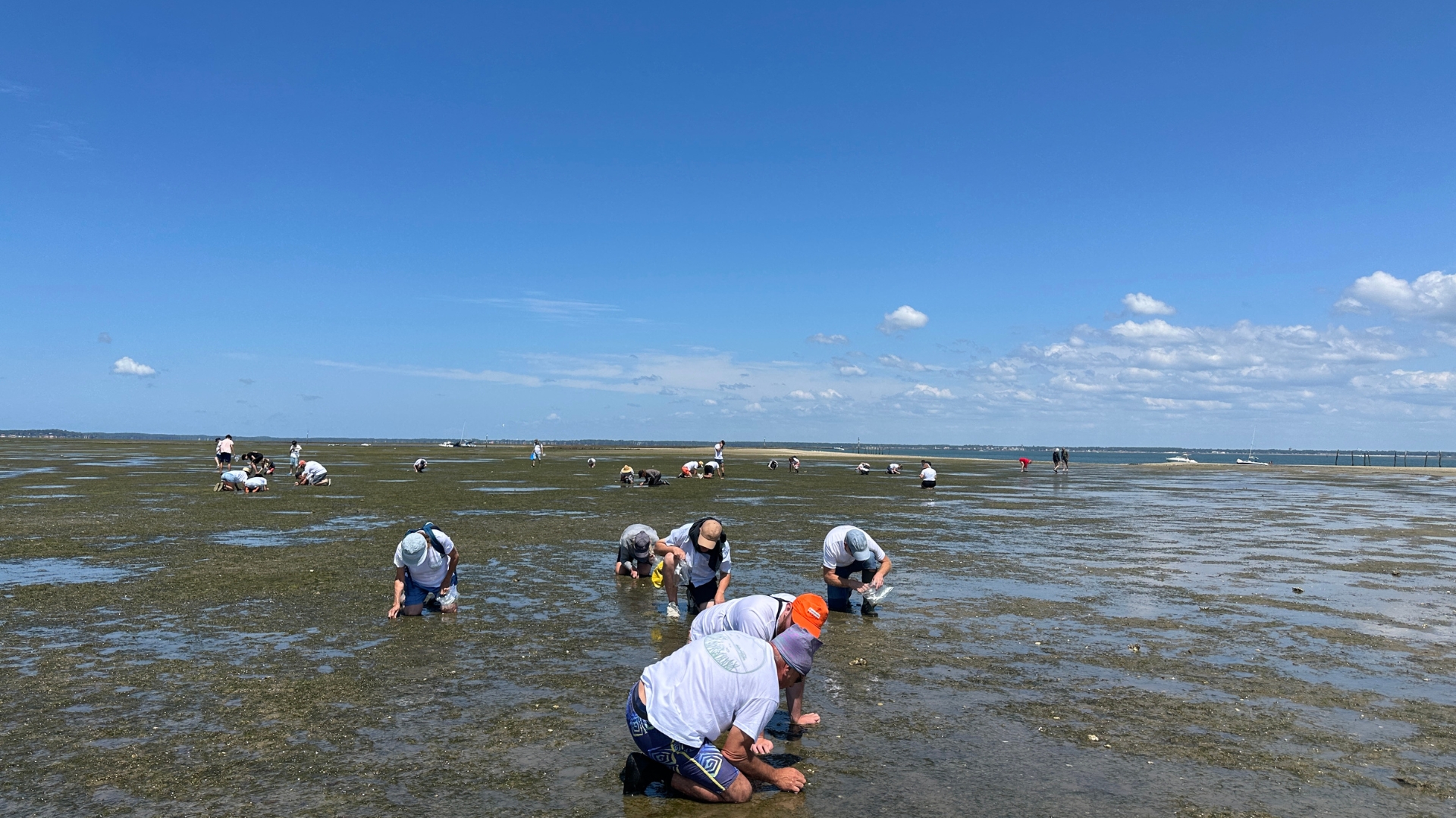 Photo du chantier participatif des zostères naines sur l'ile aux oiseaux