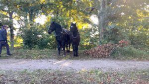 deux chevaux dans la foret