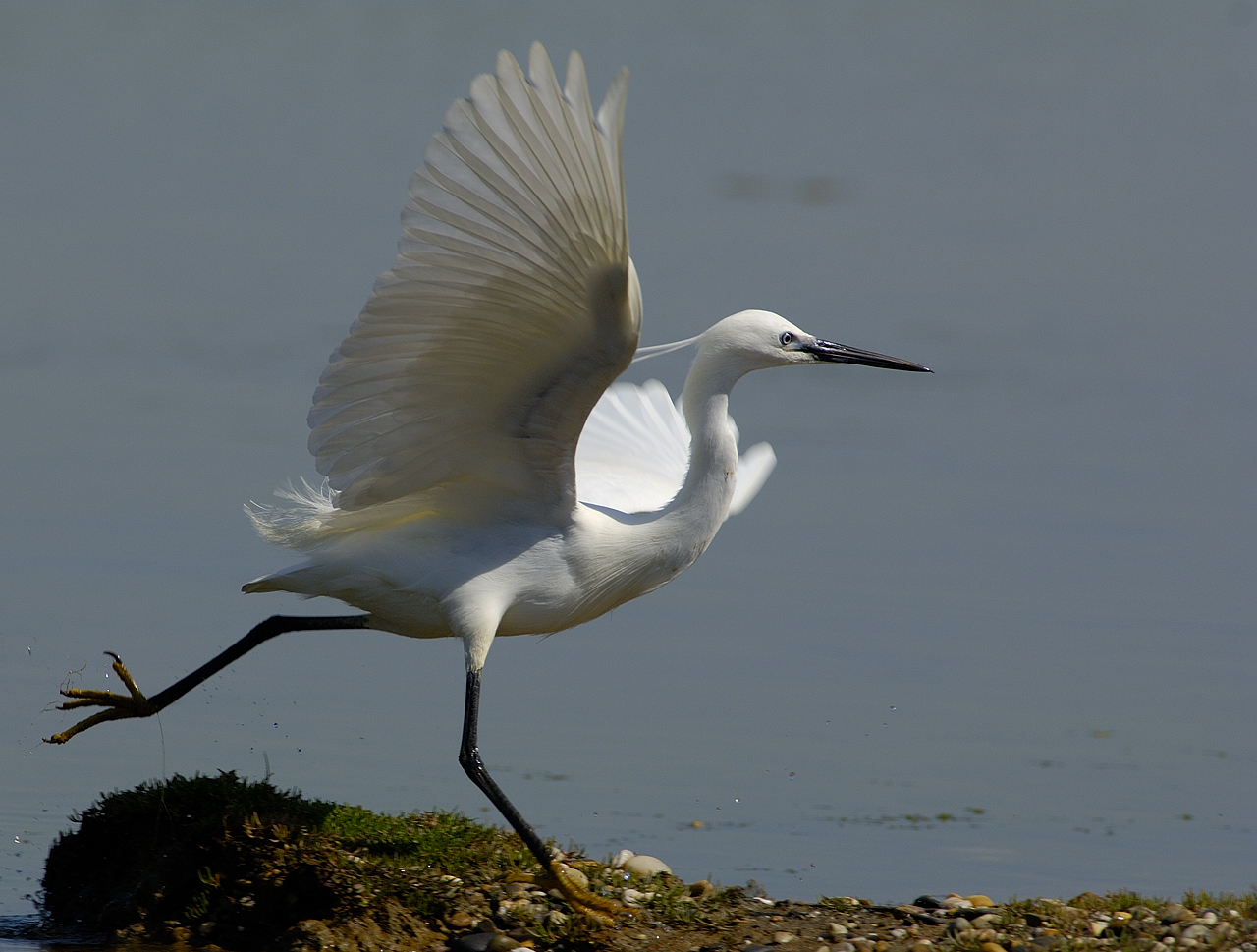 aigrette qui déploie ses ailes