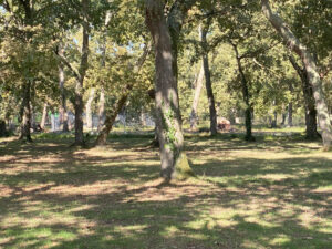 sous bois : arbres et ombres