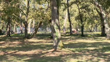 sous bois : arbres et ombres