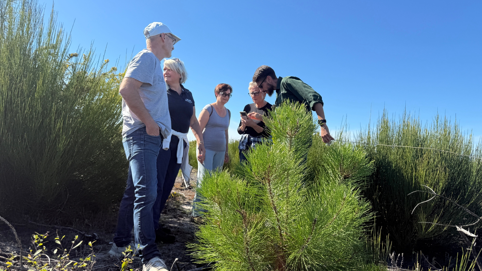 5 personnes debout au milieu de la forêt de la teste penchées sur un téléphone avec une pousse de pin au premier plan en train de réaliser un inventaire de la régénération de la forêt