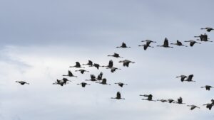 vol de grues cendrées en migration