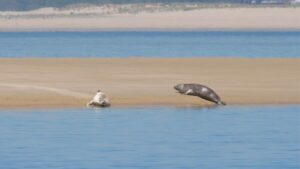2 phoques sur un banc de sable