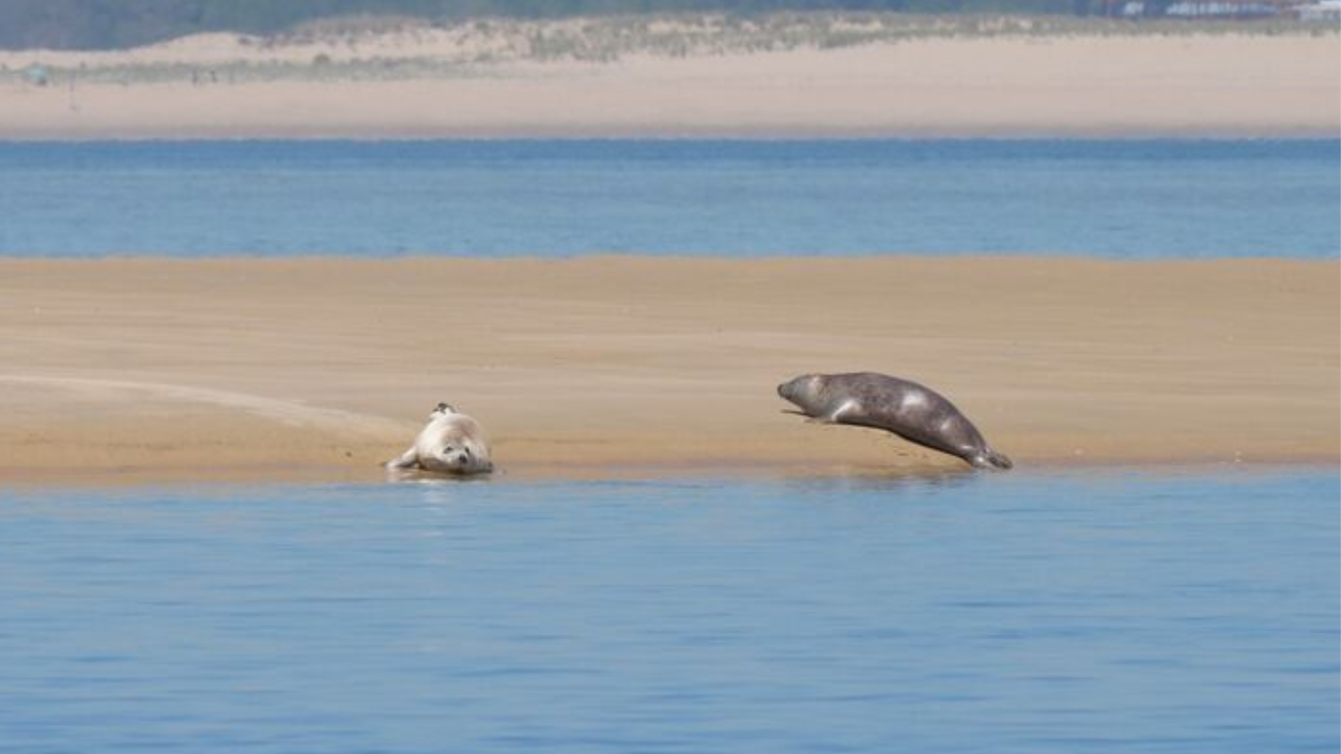 2 phoques sur un banc de sable