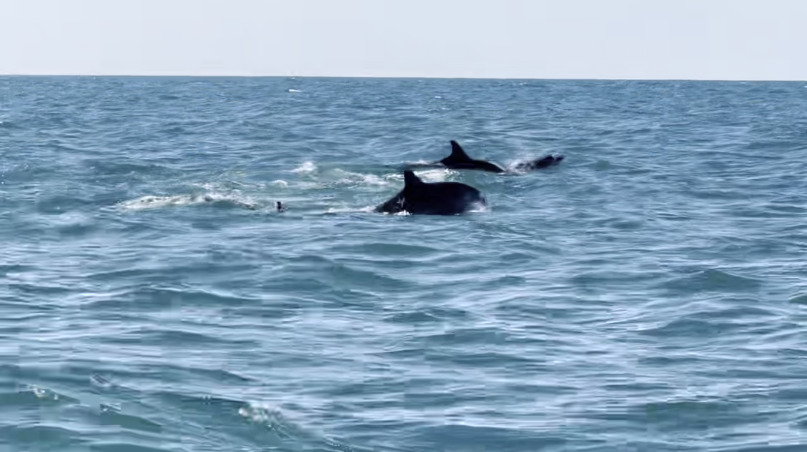 Des dauphins noirs dans l'océan