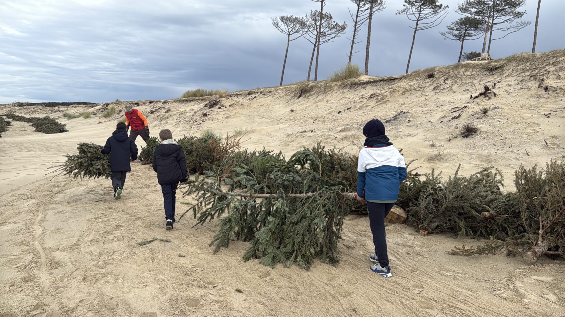 Des enfants déposent des sapins sur le pied de dune sur la plage