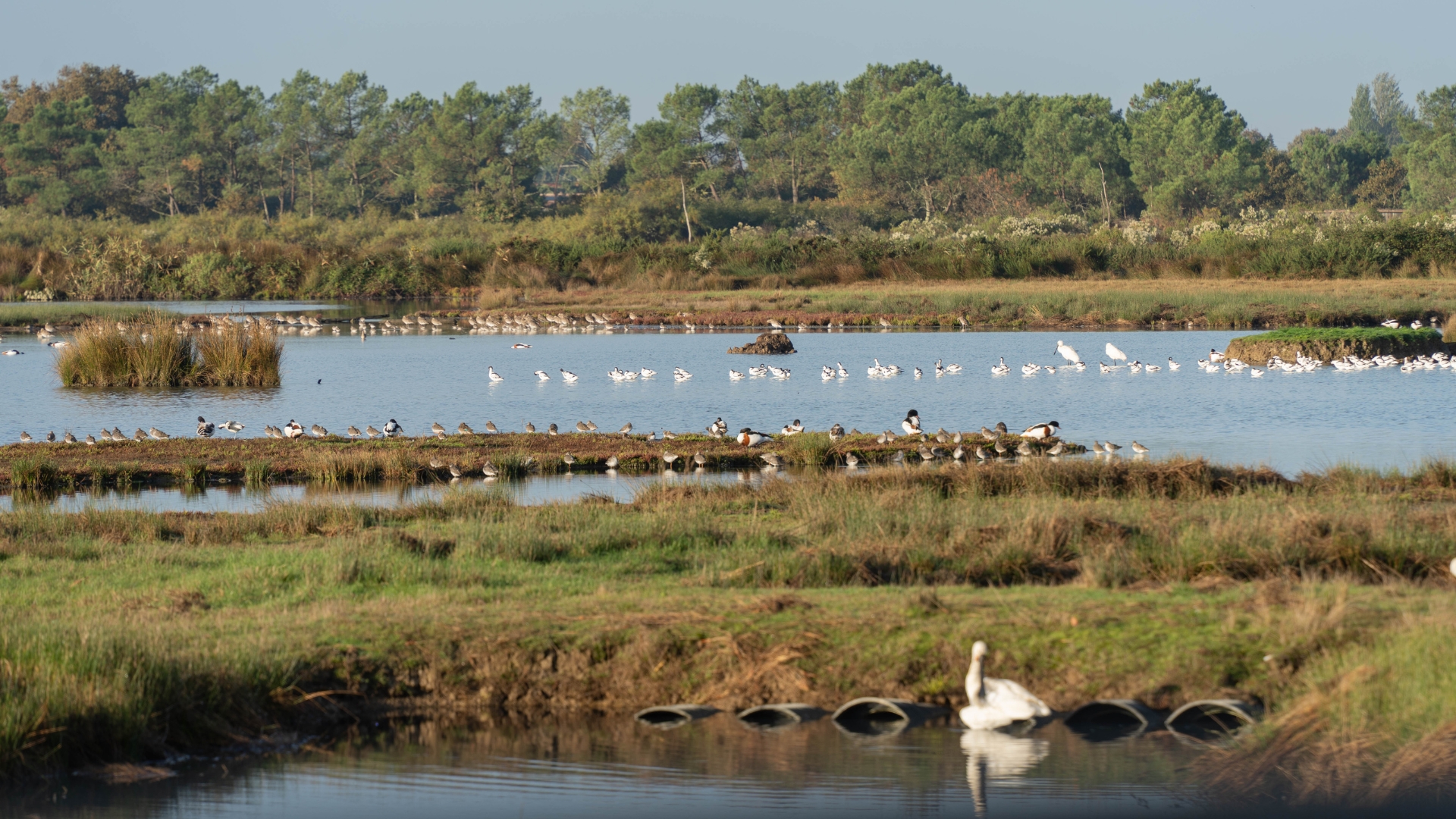 réserve ornithologique du Teich