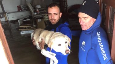 Deux gendarmes en combinaison de plongée transportent un chien dans leurs bras à l’intérieur d’une maison inondée. Le sol est recouvert d’eau, témoignant d’une inondation importante.
