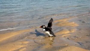 un macareux (oiseau noir et blanc) les pattes dans l'eau sur une plage