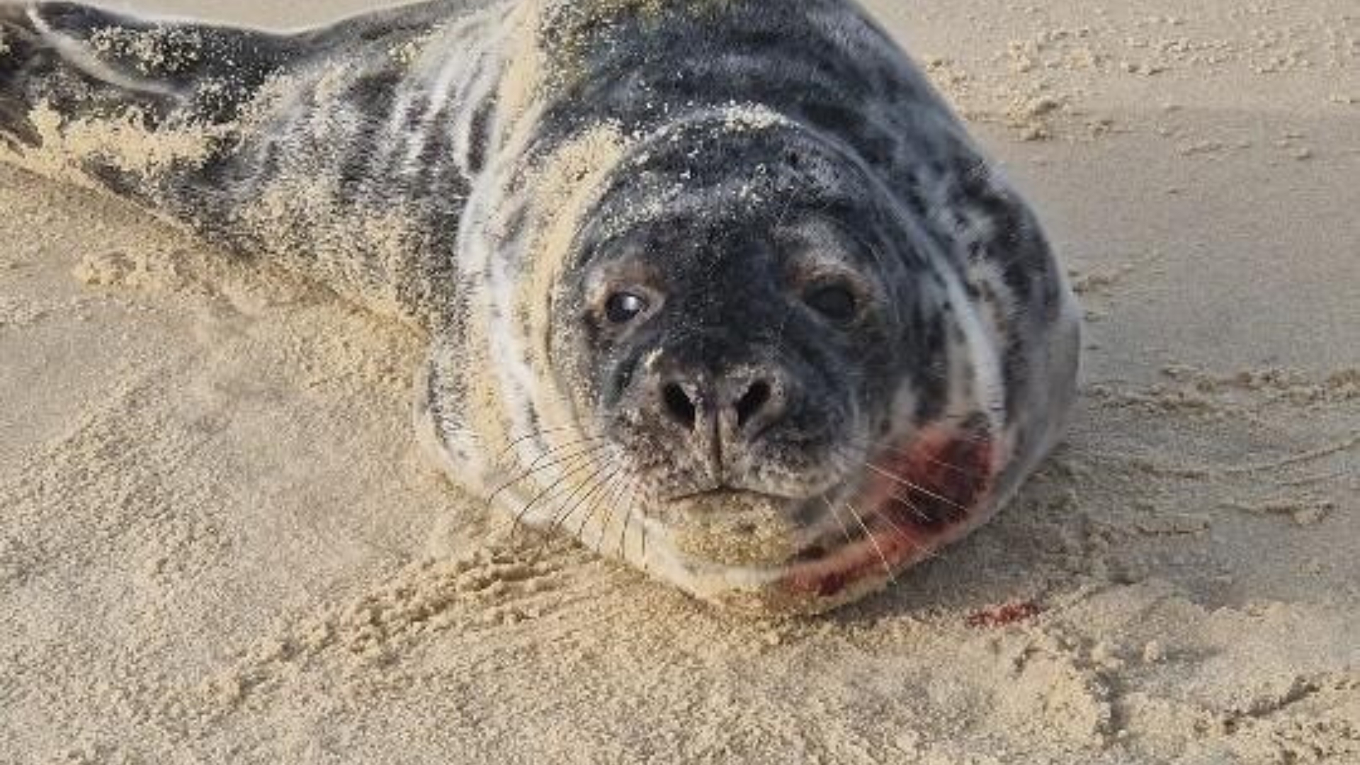 jeune phoque gris échoué sur le sable avec une plaie au niveau du cou