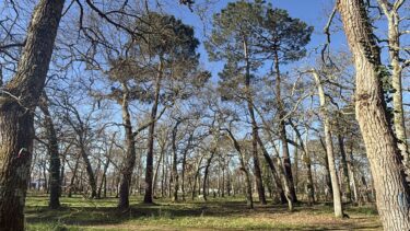 Des chènes sans fueilles et quelques pins dans un sous bois par beau temps (ciel bleu)