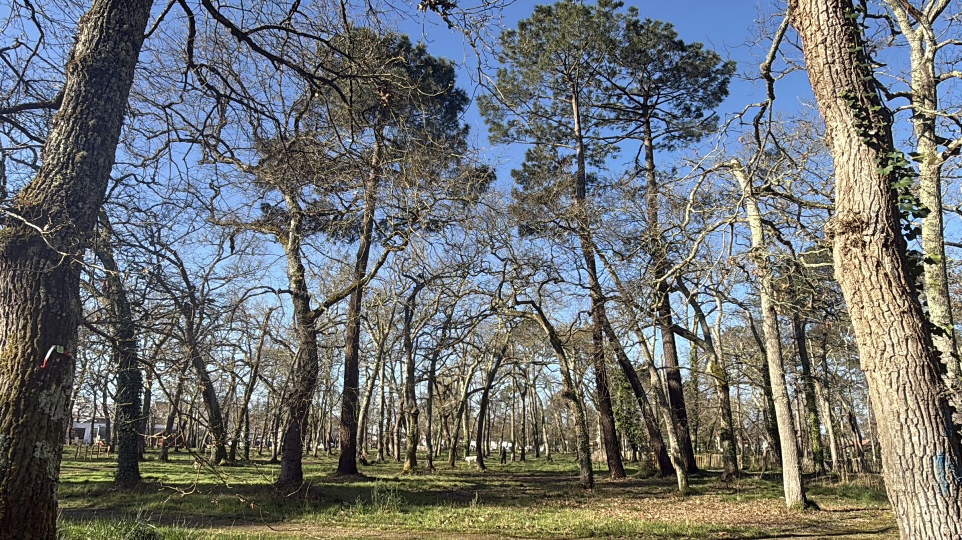 Des chènes sans fueilles et quelques pins dans un sous bois par beau temps (ciel bleu)