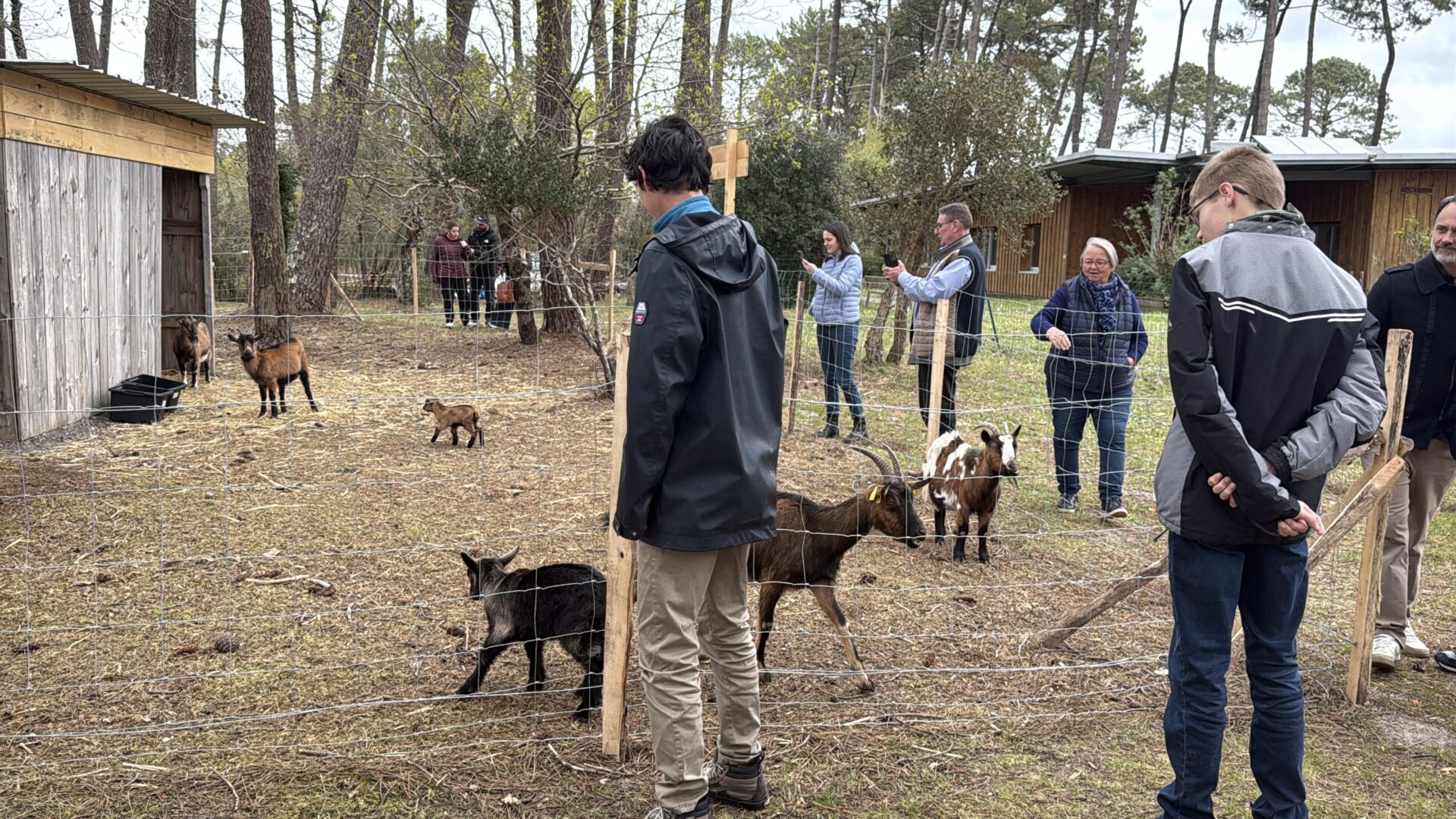 des personnes devant un enclos grillagé avec des chèvres