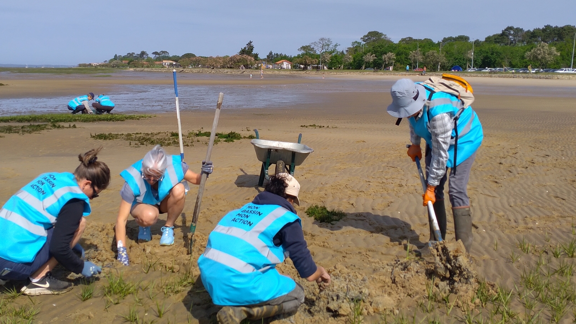 adultes qui portent des gilets bleu "mon bassin mon action" sur la plage de cassy à lanton avec des fourches en train d'arracher des spartines anglaises