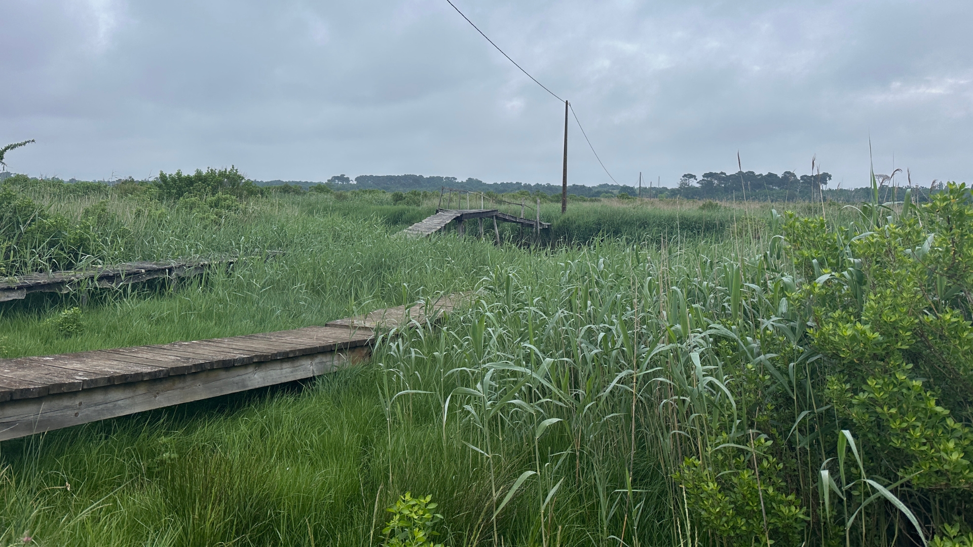 Passerelle en bois étroite située sur l'île de Malprat, traversant une zone de marais bordée de roseaux, menant vers un espace naturel.