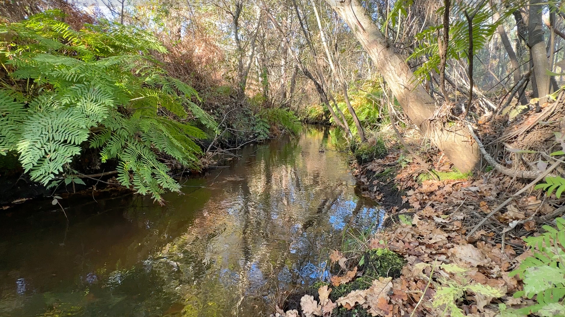 Un cours d'eau bordé de fougères et d'arbres