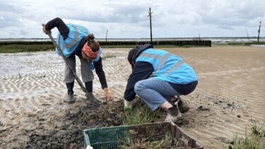 deux femmes portant des glets bleus et des bottes rammasent une plante sur une plage. Ciel gris, marée basse.