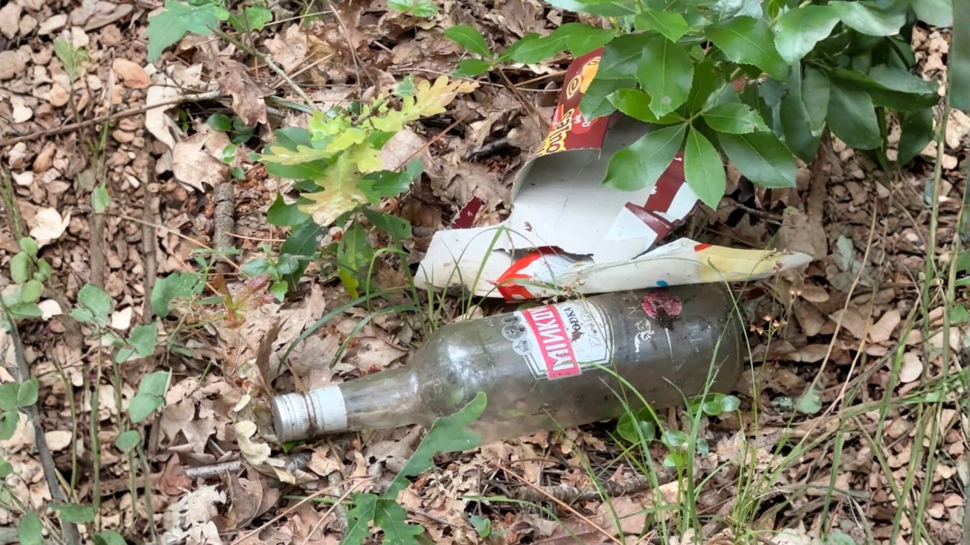 Bouteille en verre vide et emballage alimentaire jetés sur le sol d'une forêt, entourés de feuilles mortes et de plantes vertes.