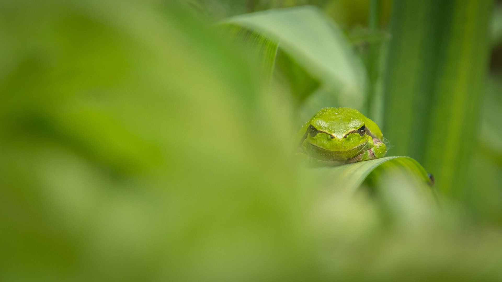 une grenouille verte cachée dans des feuilles vertes
