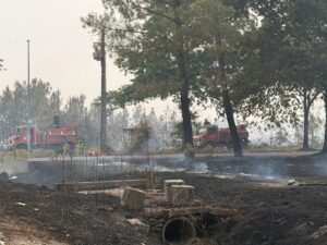 Espace arboré brulé par un incendie, deux camions de pompiers dans le fond