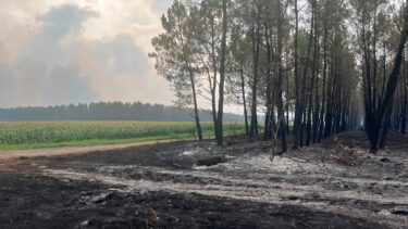 Forêt brulée