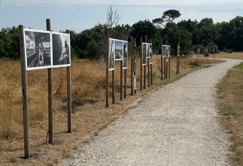 Un chemin de gravier sépare deux espaces de végétations asséchés. Sur le côté gauche du chemin, plusieurs séries de photographies en noir et blanc sont disposées à environ 1m50 du sol.