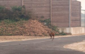 Une biche dans la rue