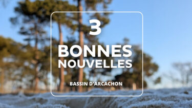 Des pins en fond et du sable au premier plan avec la mention "3 bonnes nouvelles"