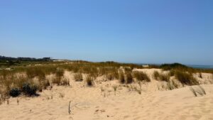 plage de la lagune : zone dunaire recréée par l'ONF à la suite des incendies. Arrière plan : forêt et océan