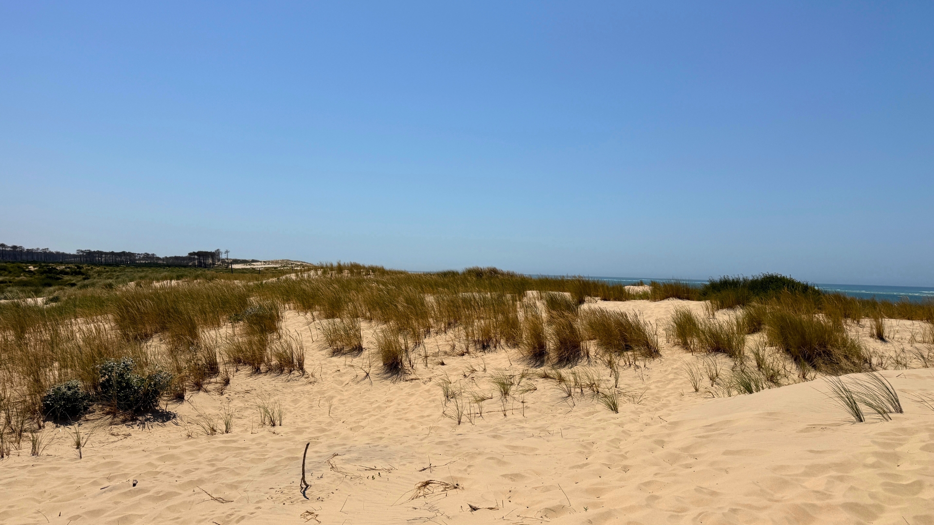 plage de la lagune : zone dunaire recréée par l'ONF à la suite des incendies. Arrière plan : forêt et océan