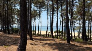 forêt d'arcachon avec la plage en fond